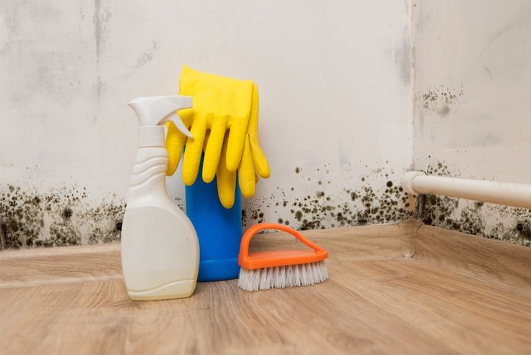 Why Mold Removal Is So Important To Employee Productivity