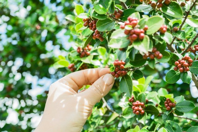 Coffee Fruit Being Picked