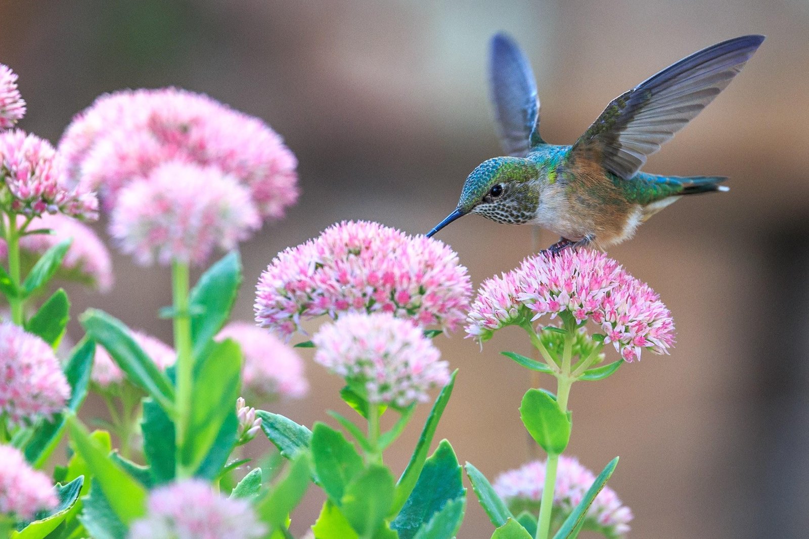 Turning Your Garden Around In A Weekend