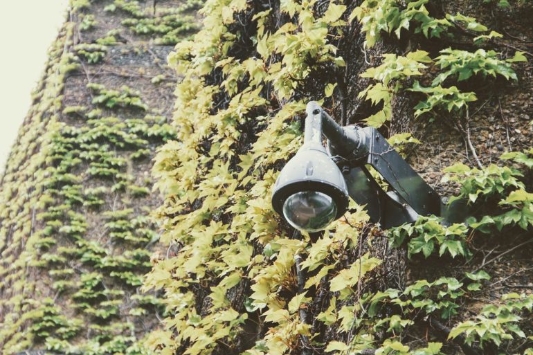 Security camera surrounded by ivy