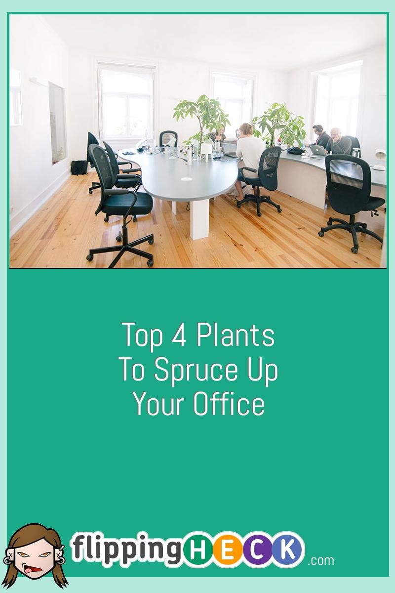 Top 4 Plants To Spruce Up Your Office