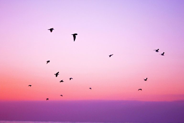 Birds flying against sunset