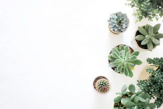 Collection of green succulents