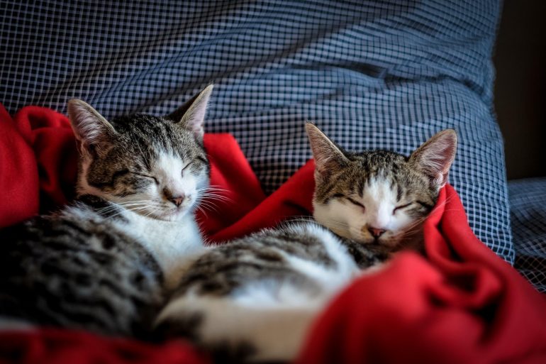 Two kittens in a blanket