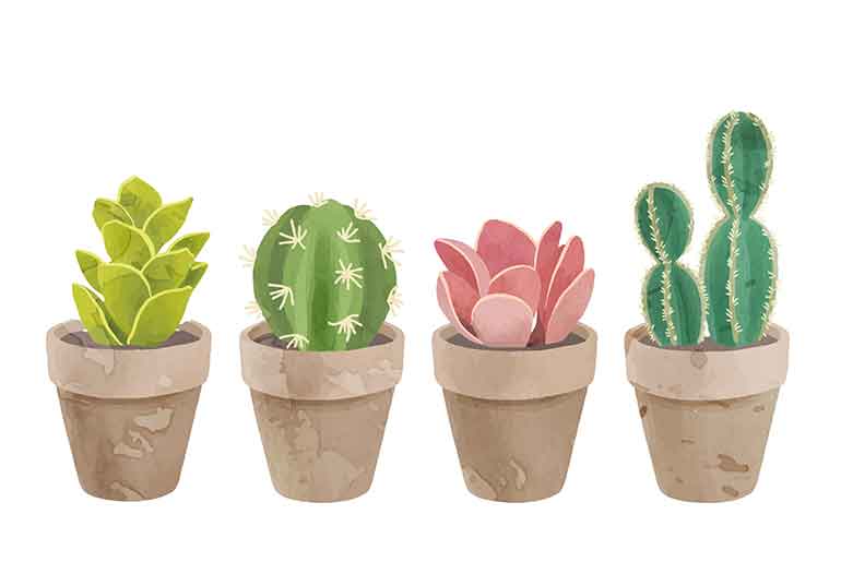 Watercolour Illustration of 4 cacti