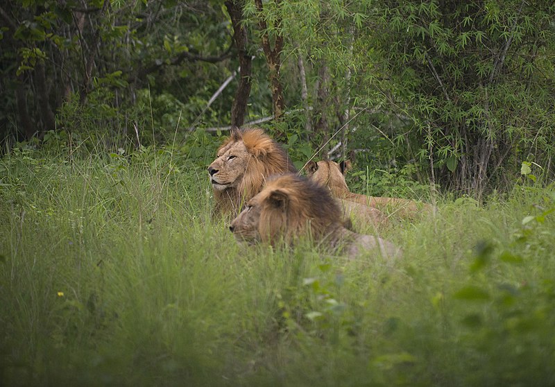 Pride of lions in Bannerghatta National Park