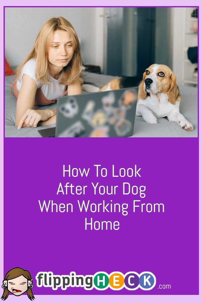 How To Look After Your Dog When Working From Home