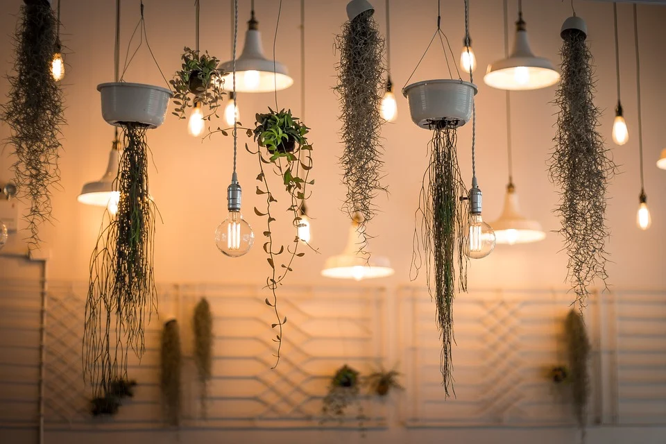 Lights hanging from the ceiling interspersed with hanging plants