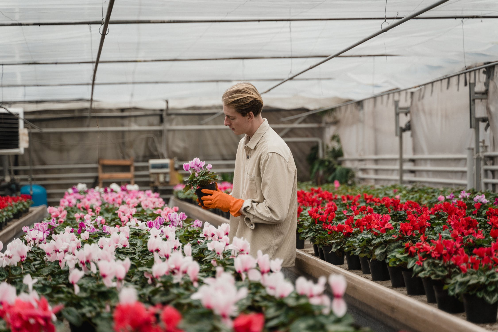 Person in a large greenhouse tending to flowers