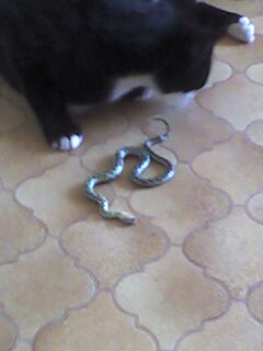 Thomas the cat with a grass snake
