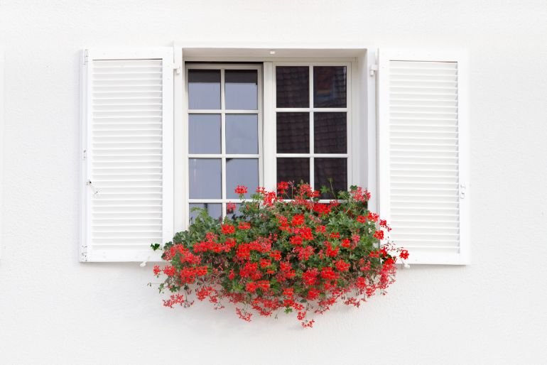 White shutters against a white wall with a window box filled with bright red flowers